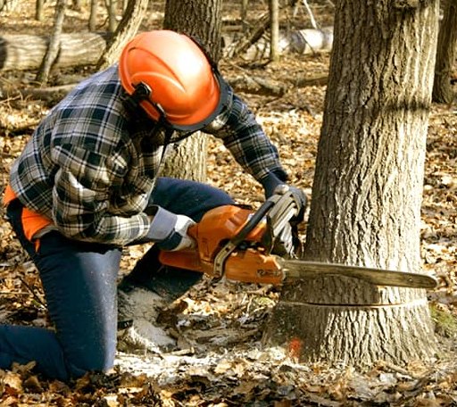 Tree Removal in Holliston, MA